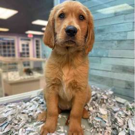 Golden Retriever