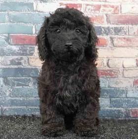 Poodle