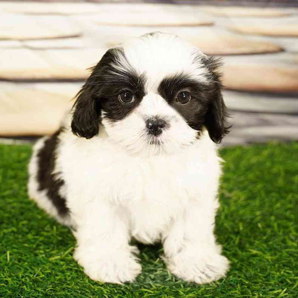 carousel pet images