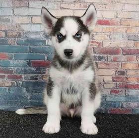 Siberian Husky