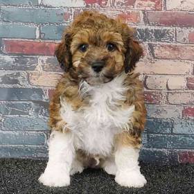 Poodle
