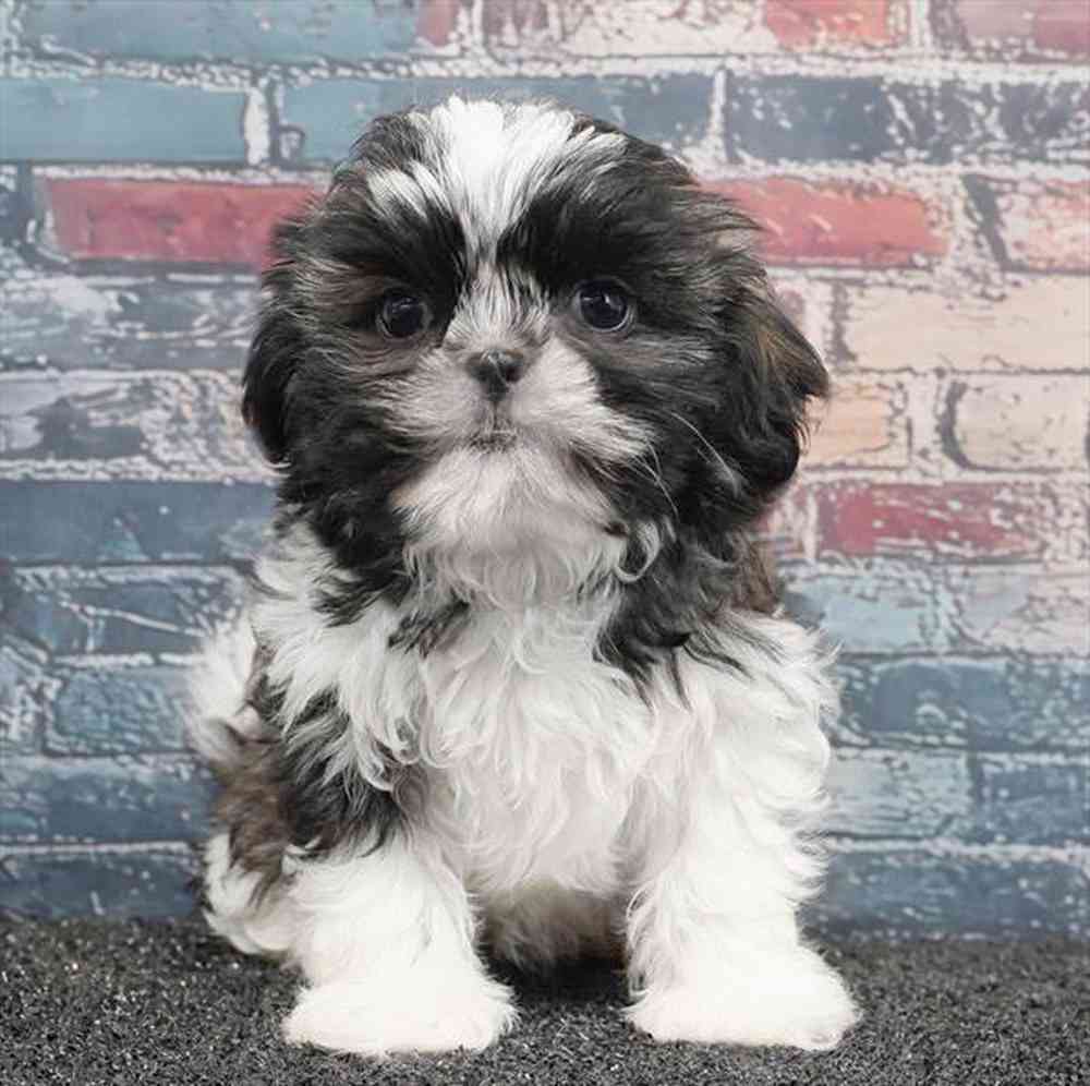 carousel pet images