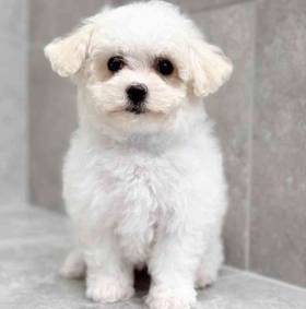 Maltipoo