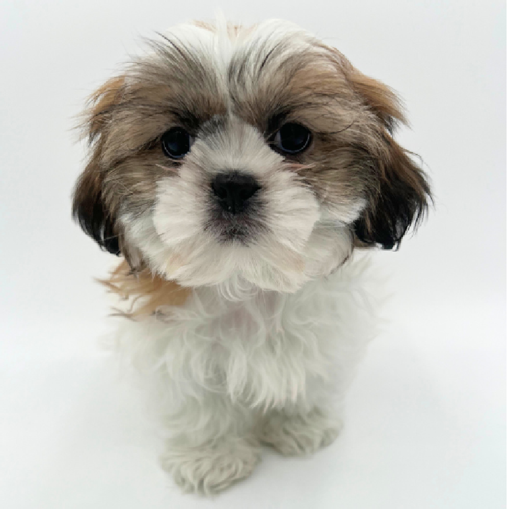 Male Shih Tzu Puppy for Sale in Marietta, GA