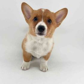 Pembroke Welsh Corgi