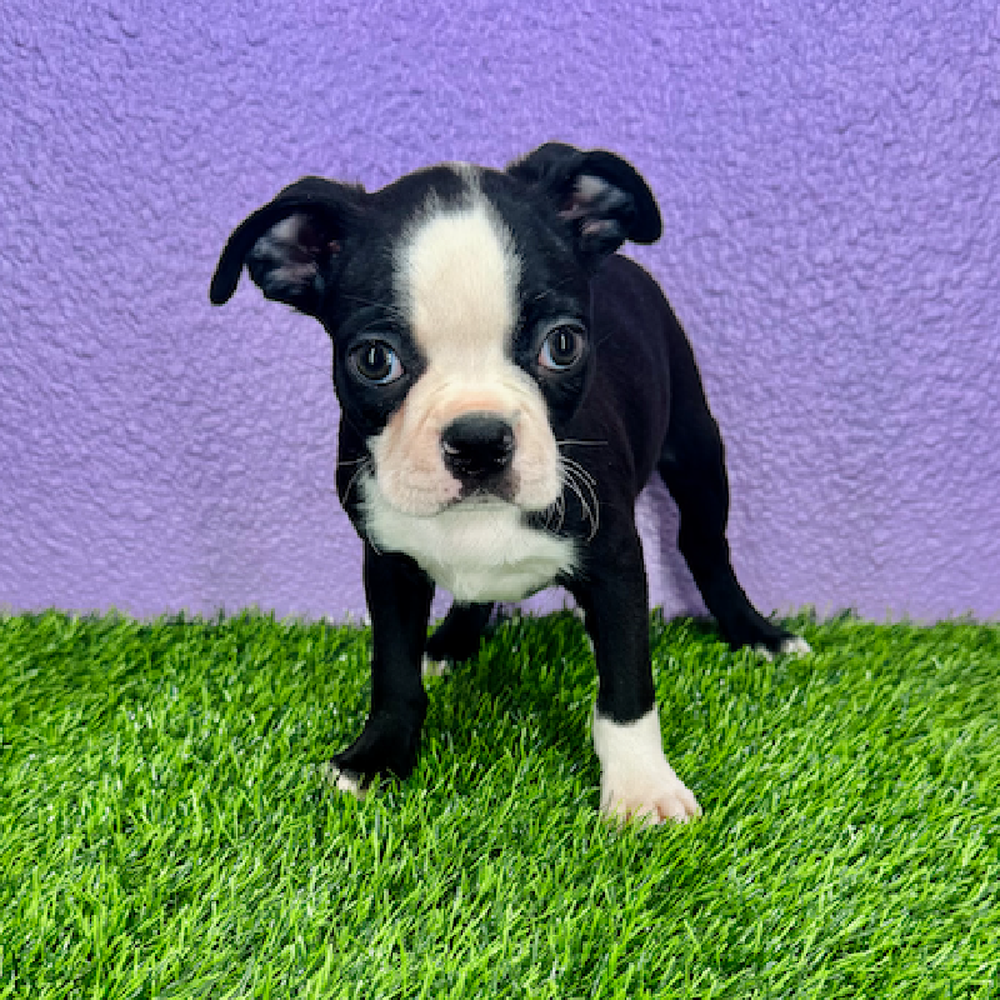 carousel pet images