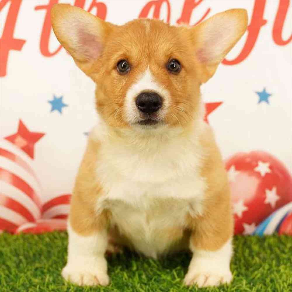 carousel pet images