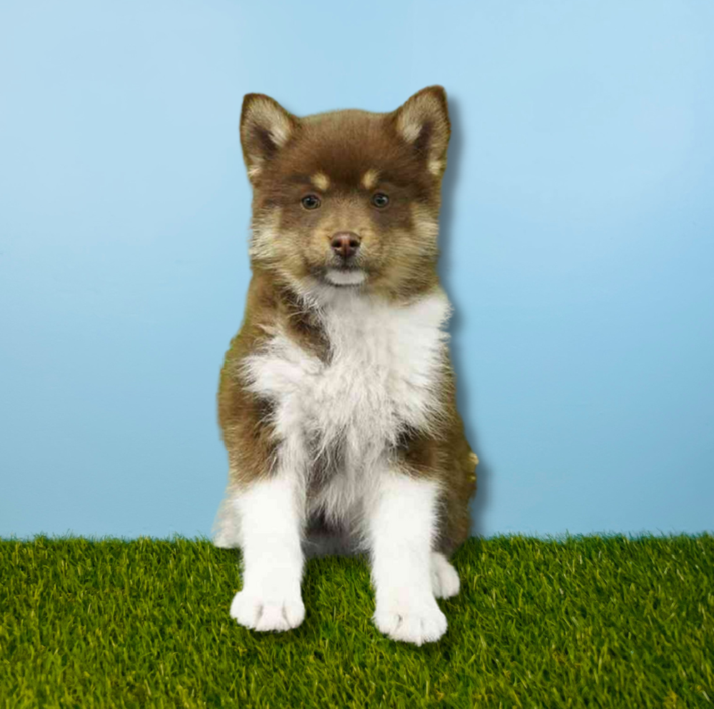 carousel pet images