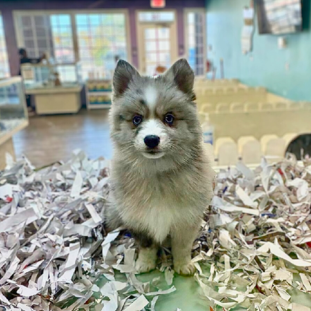 carousel pet images