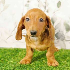 Dachshund