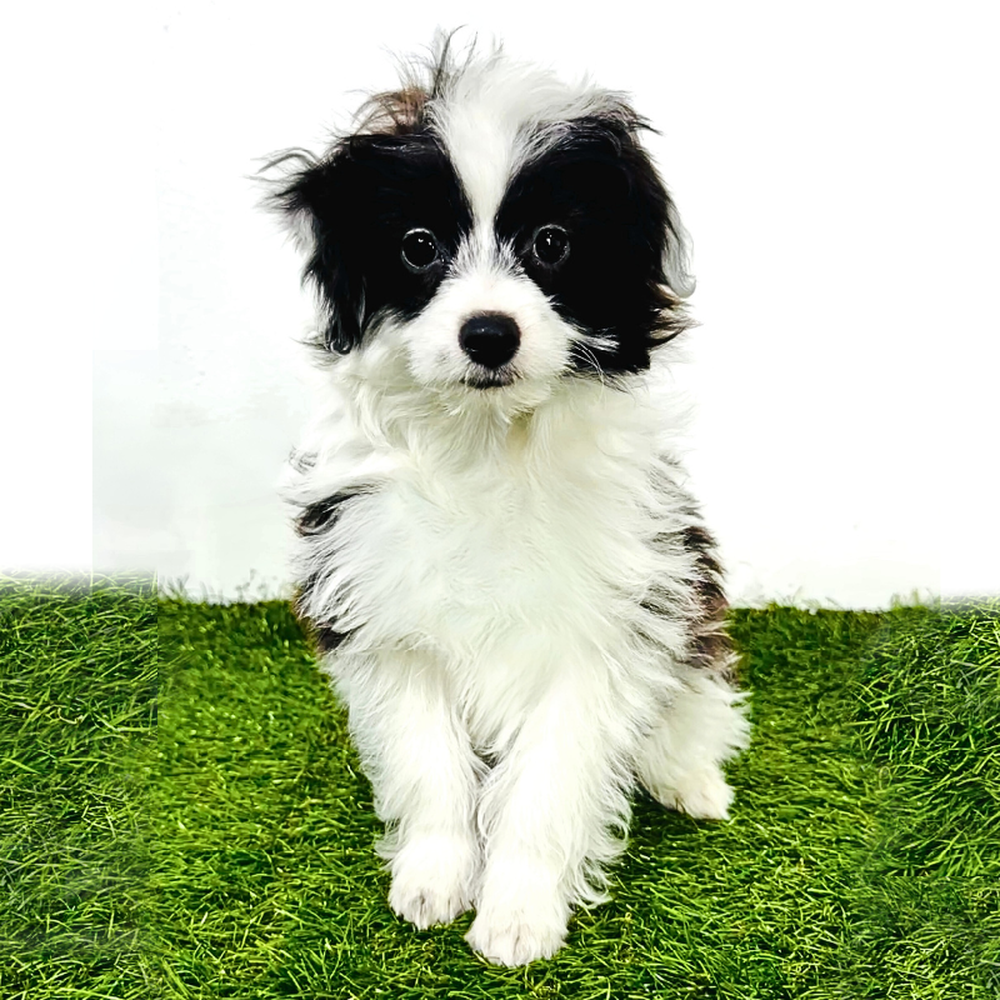 carousel pet images
