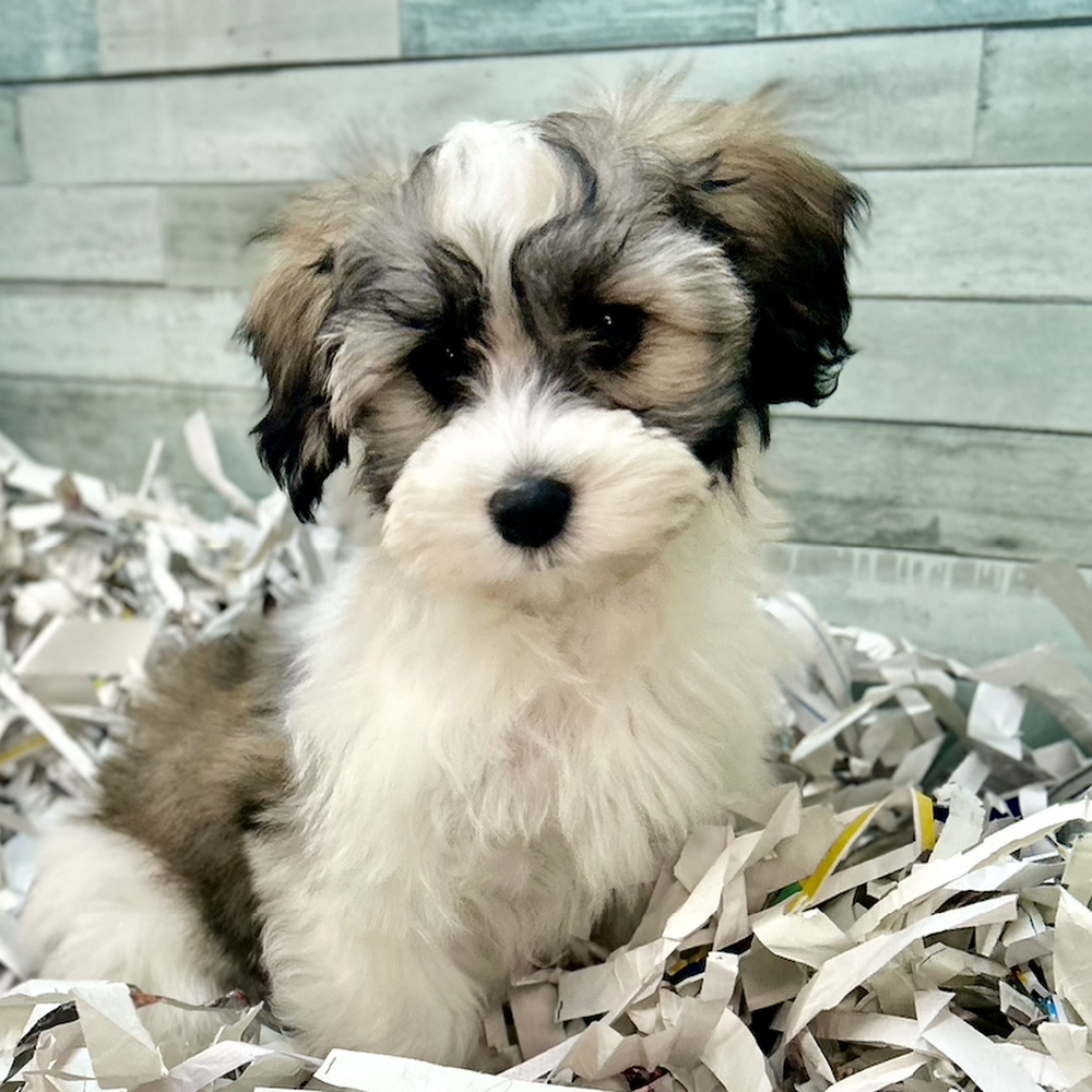 carousel pet images