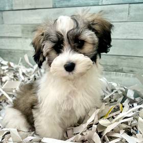 Havanese