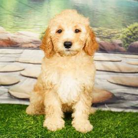 2nd Gen Mini Goldendoodle