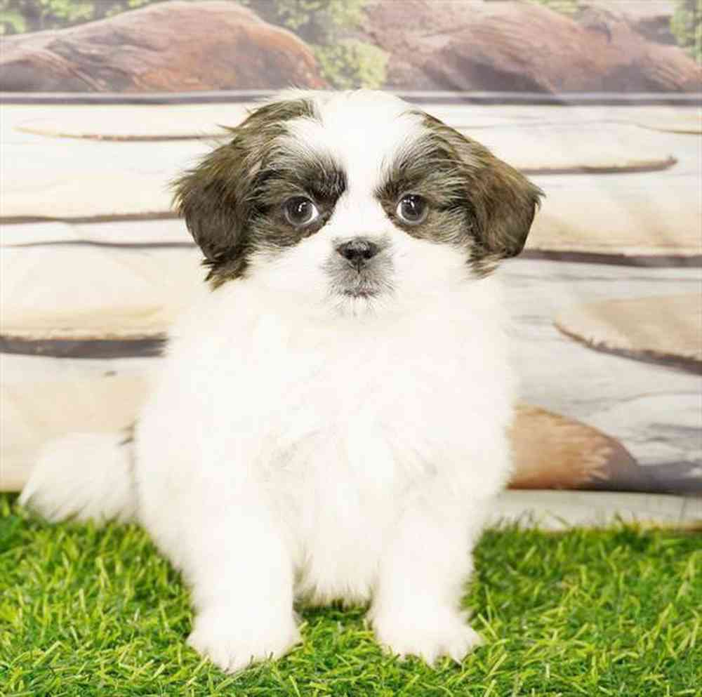 carousel pet images