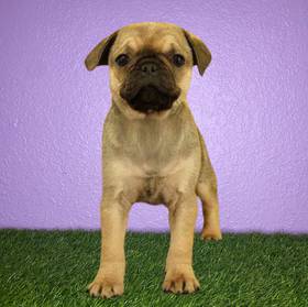 Pug