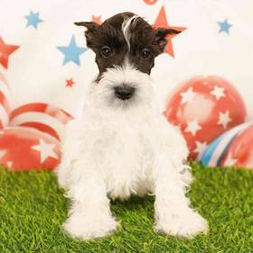 Mini Schnauzer