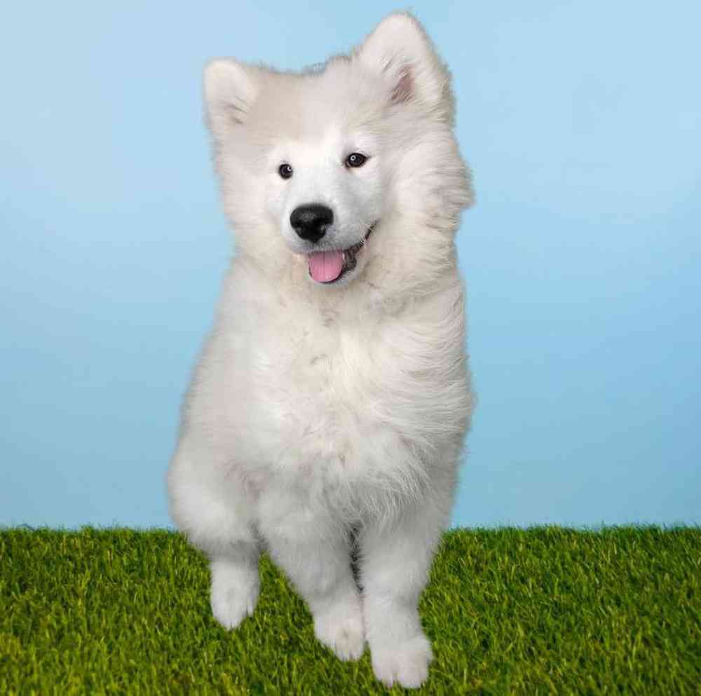carousel pet images
