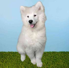 Samoyed