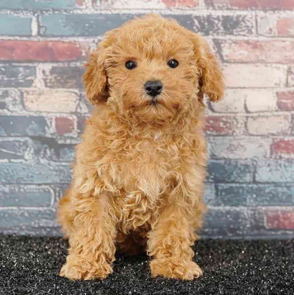 Cockapoo Puppies for sale at Puppyland