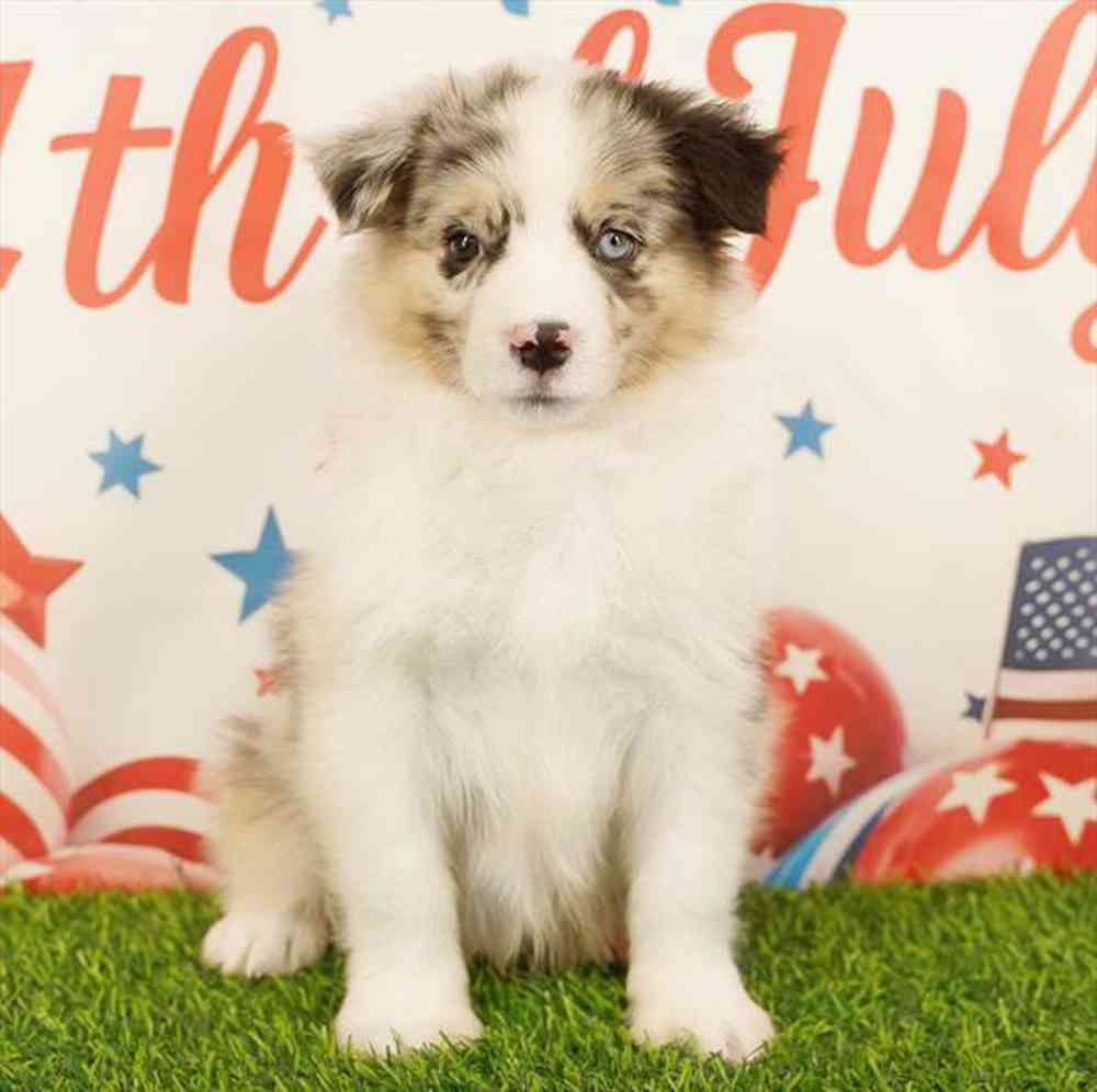 carousel pet images