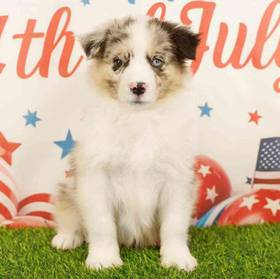 Mini Australian Shepherd