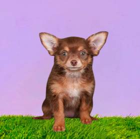 Chihuahua