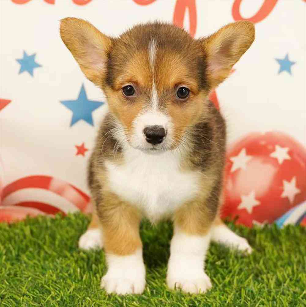 Image of a pet breed in the gallery