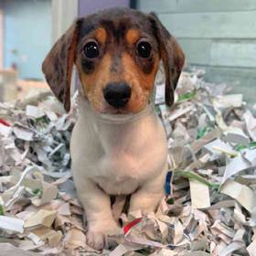 Dachshund