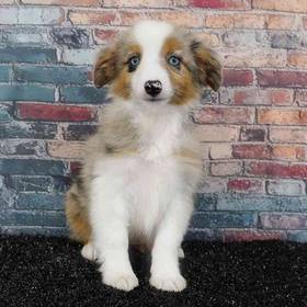 Mini Australian Shepherd