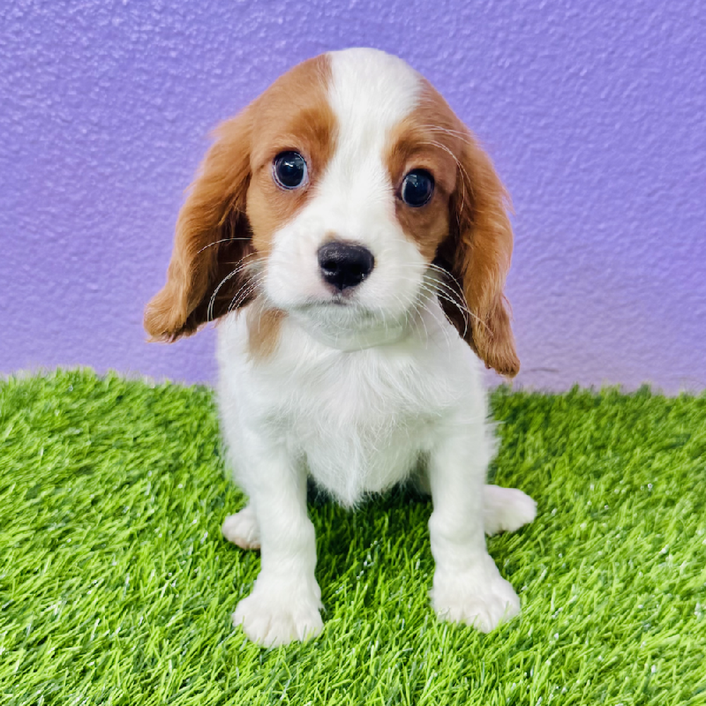 carousel pet images