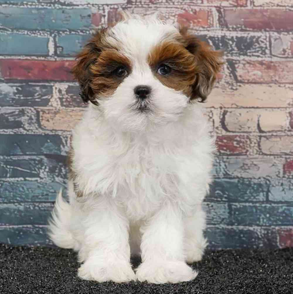 carousel pet images