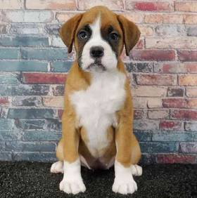 Boxer