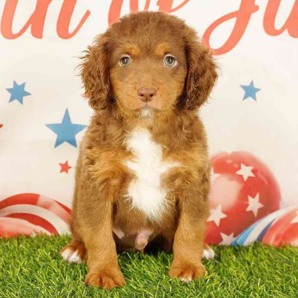 carousel pet images