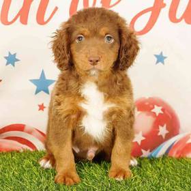 Cockapoo