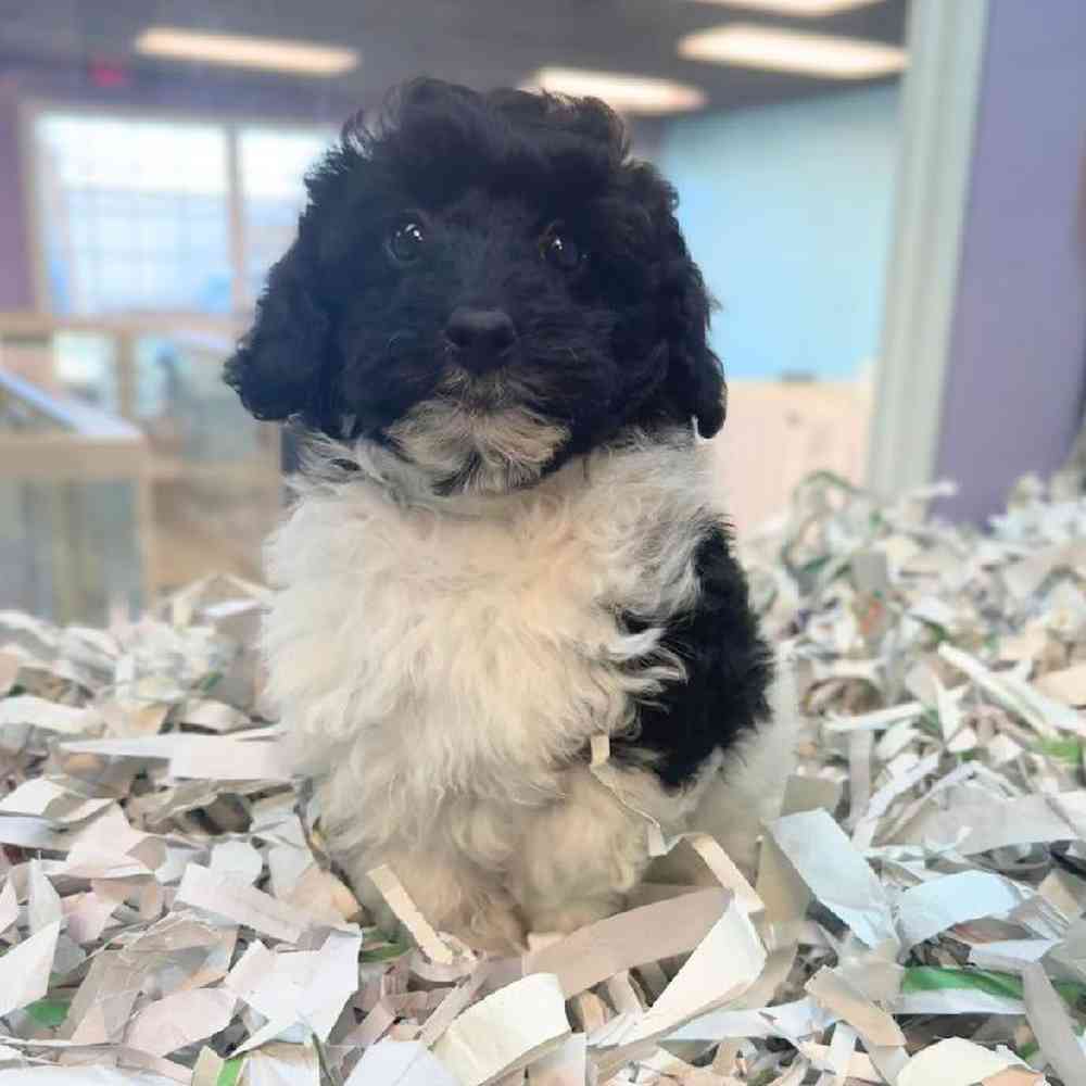 carousel pet images