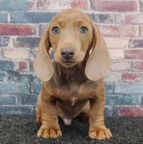 Dachshund
