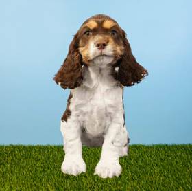 Cocker Spaniel