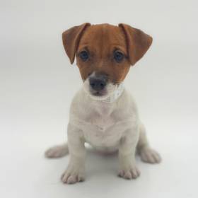 Jack Russell Terrier
