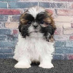Shih Tzu
