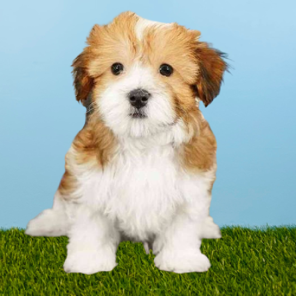 carousel pet images