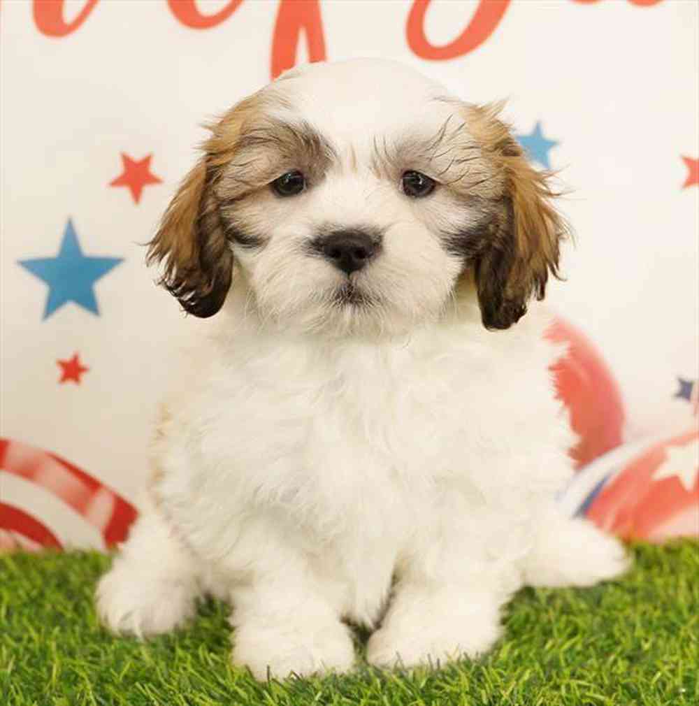 carousel pet images