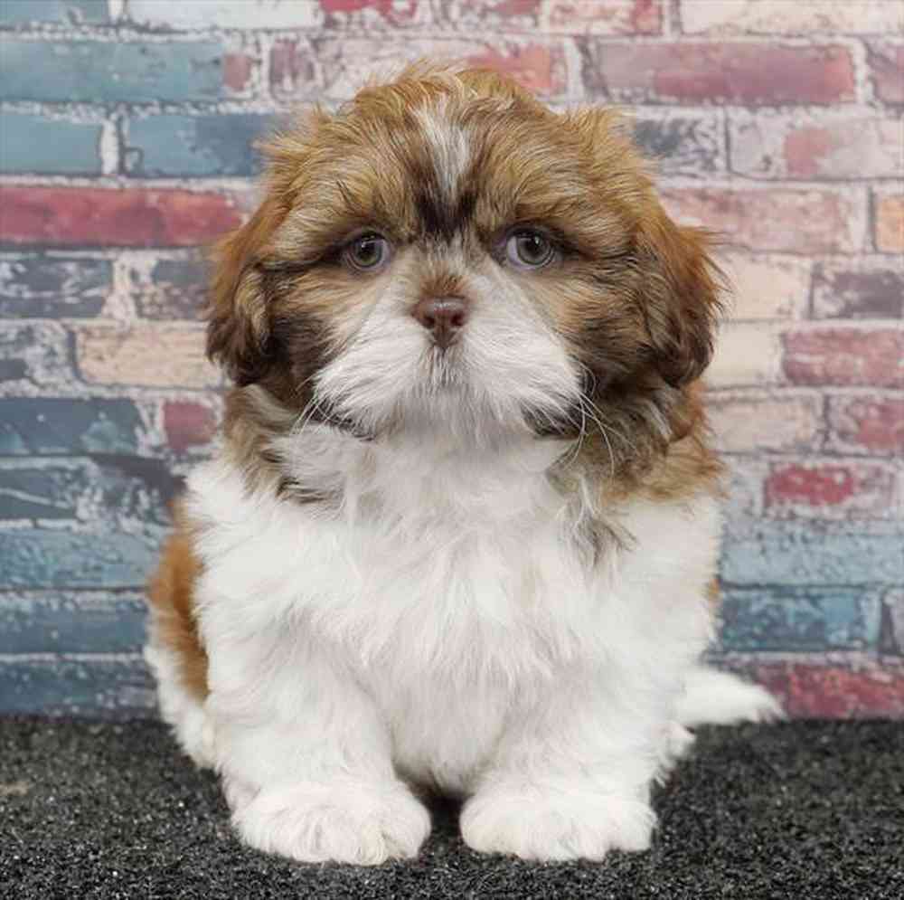 carousel pet images