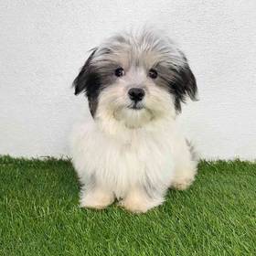 Coton De Tulear
