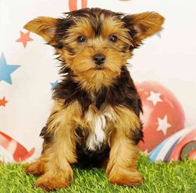 Yorkie