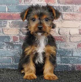 Yorkie