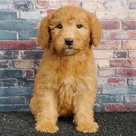 2nd Gen Mini Goldendoodle