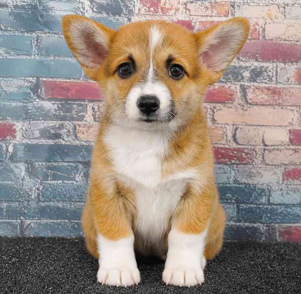 carousel pet images
