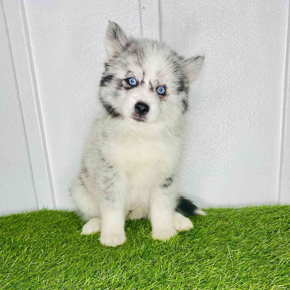 carousel pet images