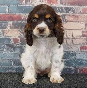 Cocker Spaniel